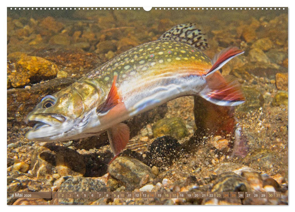 Fische in Teichen und Flüssen (CALVENDO Wandkalender 2026)