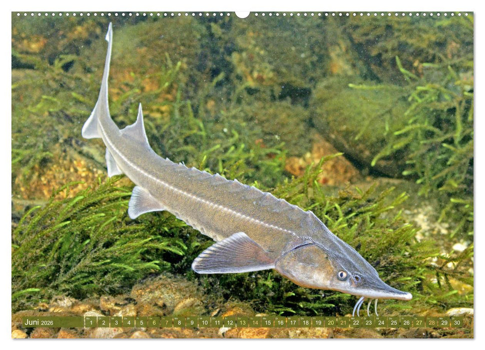 Fische in Teichen und Flüssen (CALVENDO Wandkalender 2026)