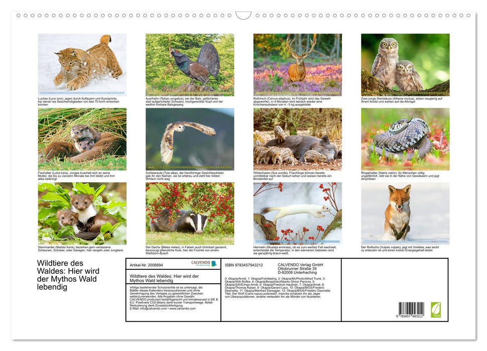 Wildtiere des Waldes: Hier wird der Mythos Wald lebendig (CALVENDO Wandkalender 2026)