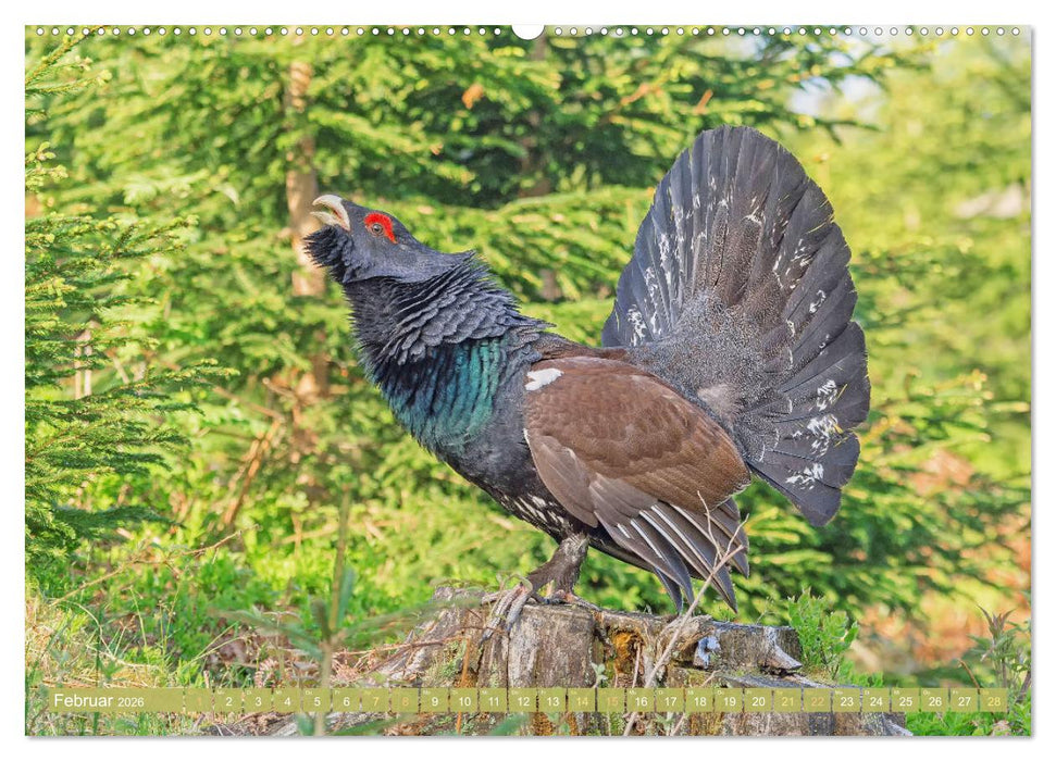 Wildtiere des Waldes: Hier wird der Mythos Wald lebendig (CALVENDO Wandkalender 2026)