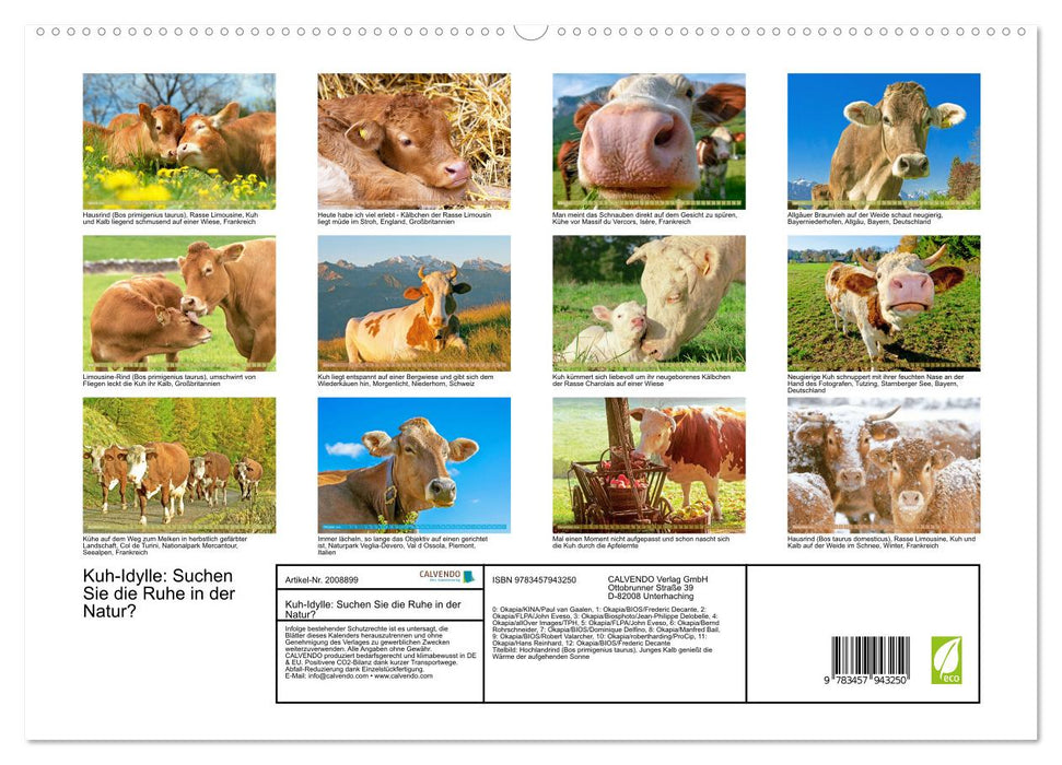 Kuh-Idylle: Suchen Sie die Ruhe in der Natur? (CALVENDO Premium Wandkalender 2026)