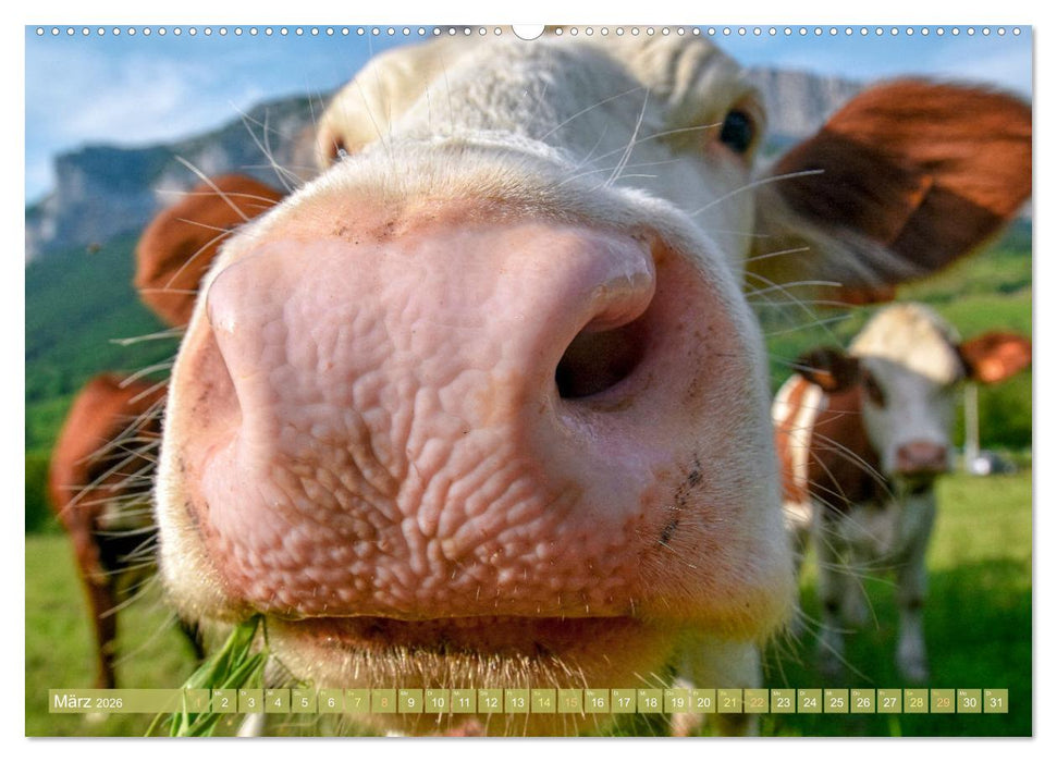 Kuh-Idylle: Suchen Sie die Ruhe in der Natur? (CALVENDO Premium Wandkalender 2026)