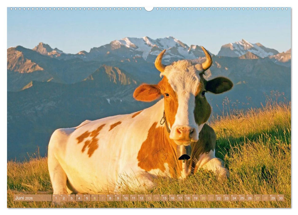 Kuh-Idylle: Suchen Sie die Ruhe in der Natur? (CALVENDO Premium Wandkalender 2026)