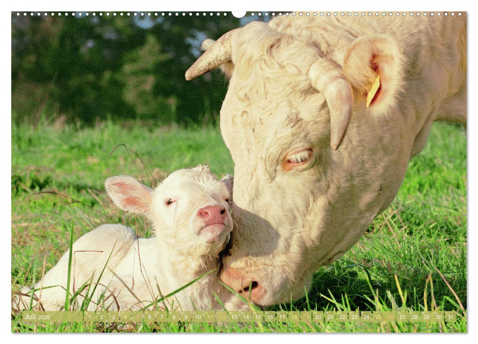 Kuh-Idylle: Suchen Sie die Ruhe in der Natur? (CALVENDO Premium Wandkalender 2026)