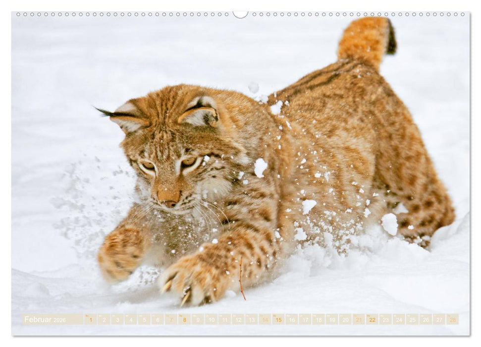 Dem Luchs auf der Spur (CALVENDO Premium Wandkalender 2026)