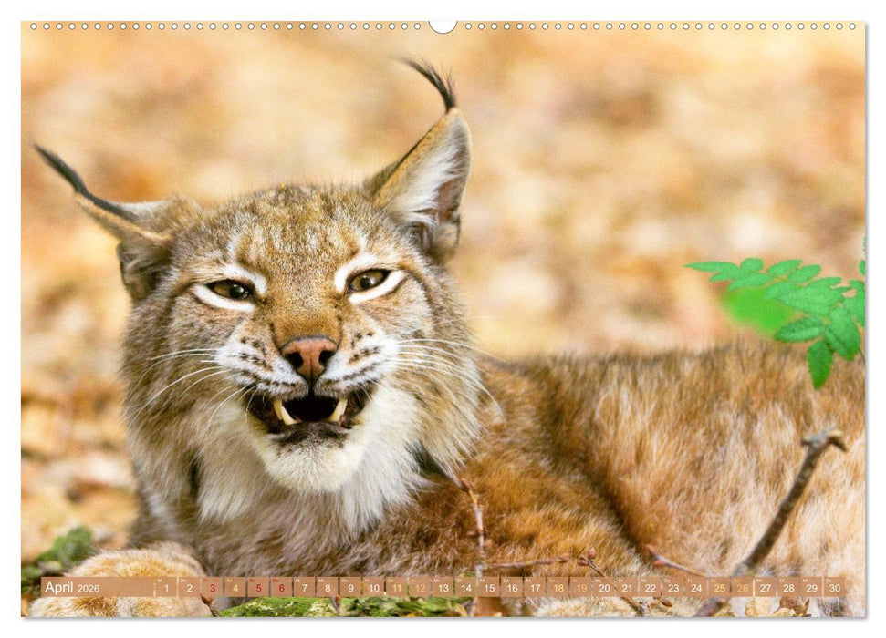 Dem Luchs auf der Spur (CALVENDO Premium Wandkalender 2026)