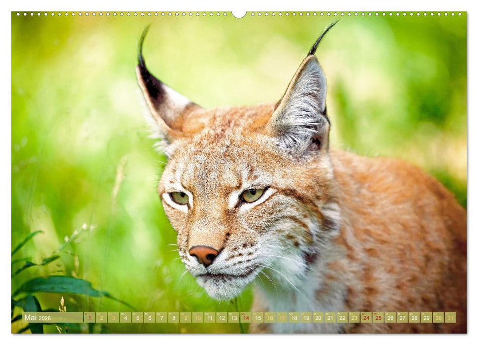 Dem Luchs auf der Spur (CALVENDO Premium Wandkalender 2026)