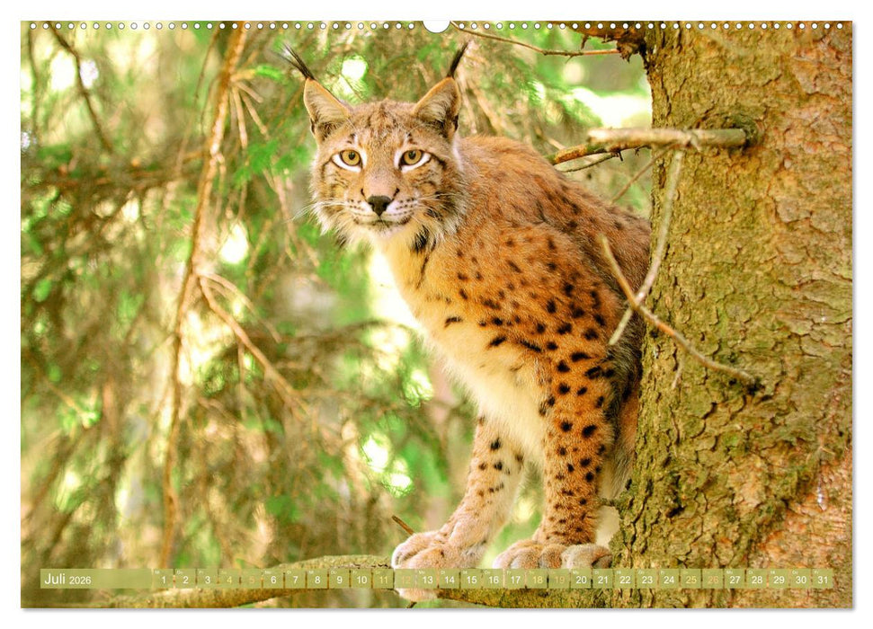 Dem Luchs auf der Spur (CALVENDO Premium Wandkalender 2026)