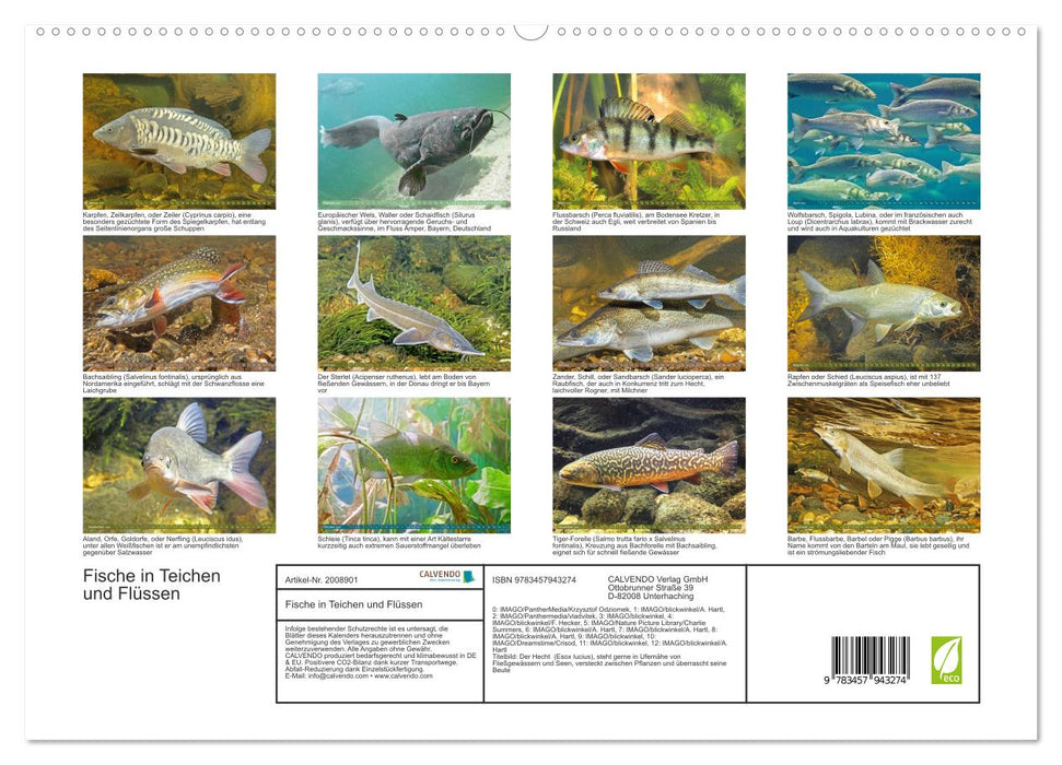 Fische in Teichen und Flüssen (CALVENDO Premium Wandkalender 2026)