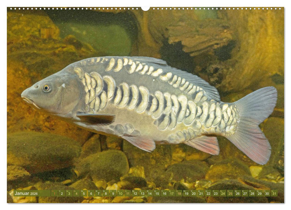 Fische in Teichen und Flüssen (CALVENDO Premium Wandkalender 2026)
