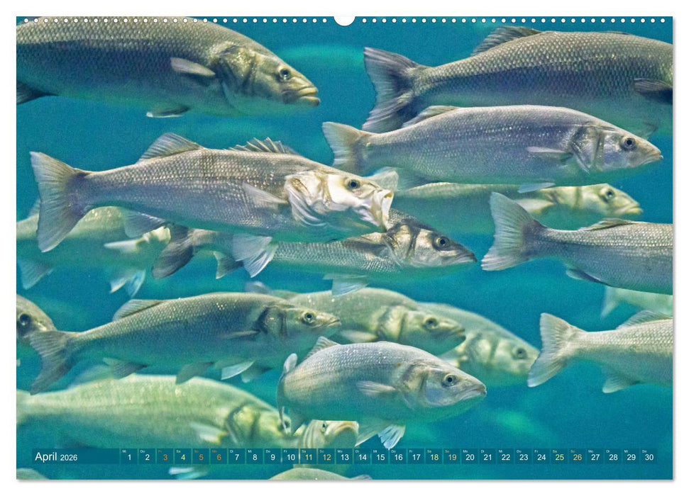 Fische in Teichen und Flüssen (CALVENDO Premium Wandkalender 2026)