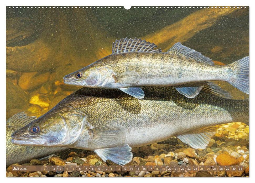 Fische in Teichen und Flüssen (CALVENDO Premium Wandkalender 2026)