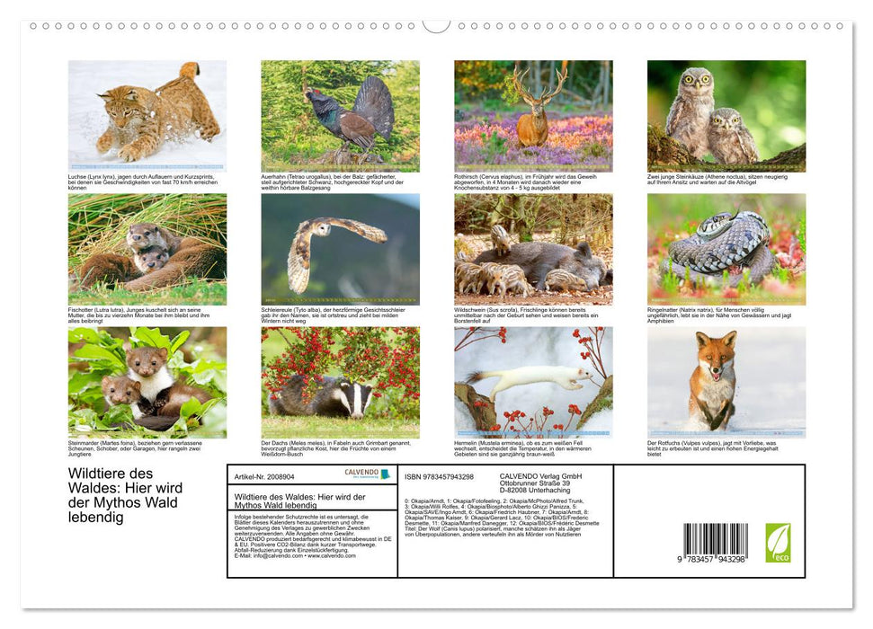 Wildtiere des Waldes: Hier wird der Mythos Wald lebendig (CALVENDO Premium Wandkalender 2026)