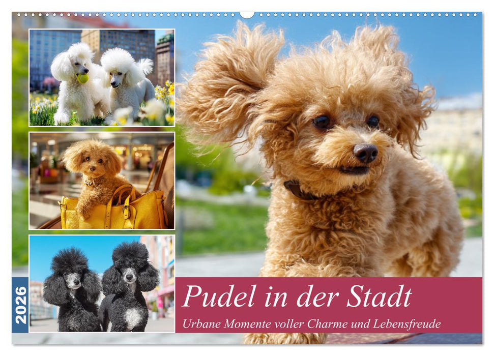 Pudel in der Stadt. Urbane Momente voller Charme und Lebensfreude (CALVENDO Wandkalender 2026)