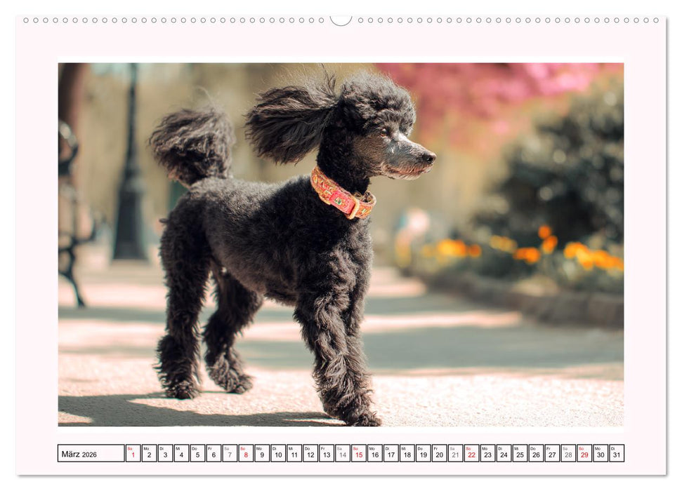 Pudel in der Stadt. Urbane Momente voller Charme und Lebensfreude (CALVENDO Wandkalender 2026)