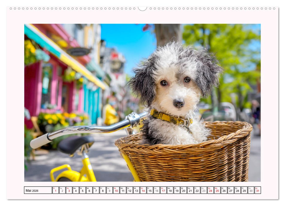 Pudel in der Stadt. Urbane Momente voller Charme und Lebensfreude (CALVENDO Wandkalender 2026)