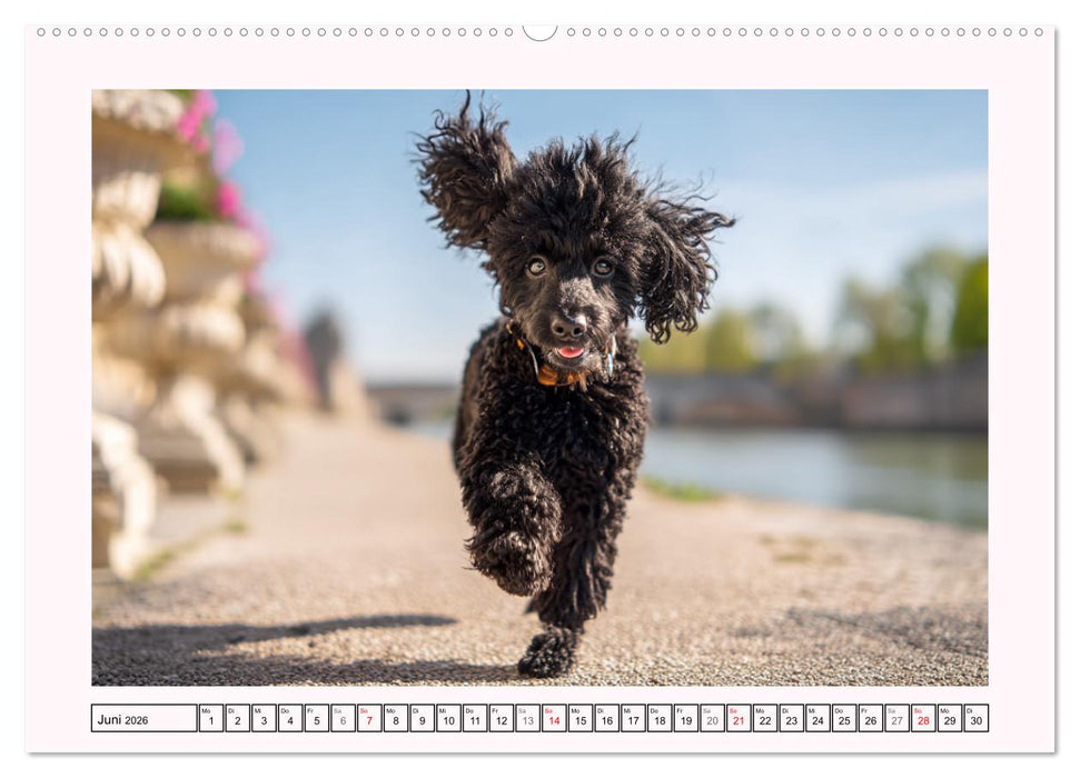 Pudel in der Stadt. Urbane Momente voller Charme und Lebensfreude (CALVENDO Wandkalender 2026)
