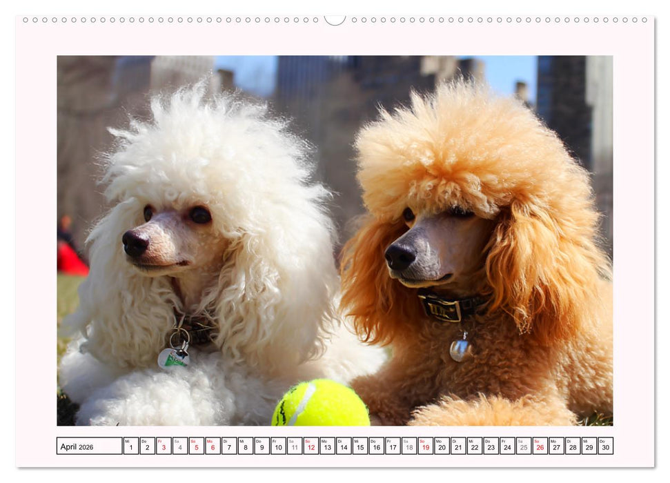 Pudel in der Stadt. Urbane Momente voller Charme und Lebensfreude (CALVENDO Premium Wandkalender 2026)