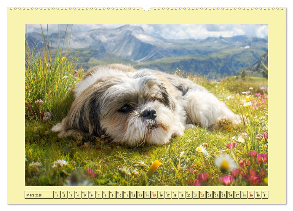 Shih Tzu Glück. Zauberhafte Hunde im alpinen Wanderglück (CALVENDO Premium Wandkalender 2026)