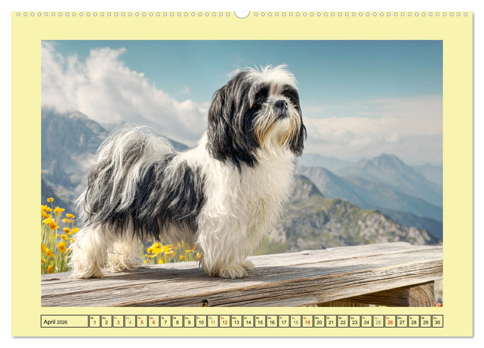 Shih Tzu Glück. Zauberhafte Hunde im alpinen Wanderglück (CALVENDO Premium Wandkalender 2026)
