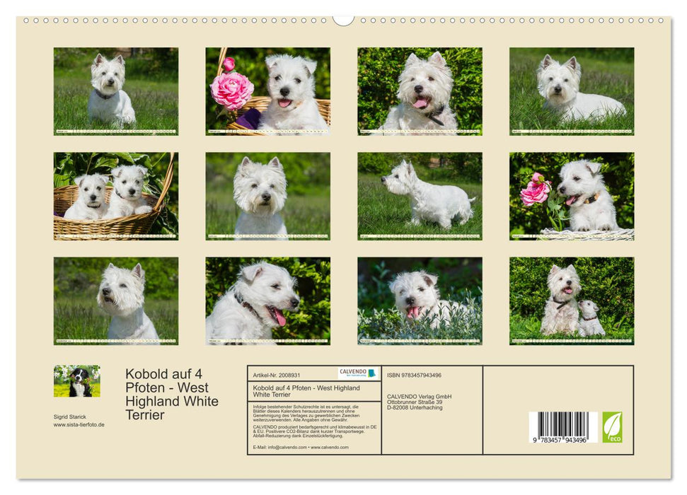 Kobold auf 4 Pfoten - West Highland White Terrier (CALVENDO Premium Wandkalender 2026)