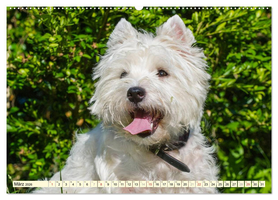 Kobold auf 4 Pfoten - West Highland White Terrier (CALVENDO Premium Wandkalender 2026)