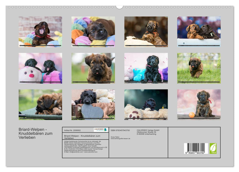 Briard-Welpen - Knuddelbären zum Verlieben (CALVENDO Premium Wandkalender 2026)