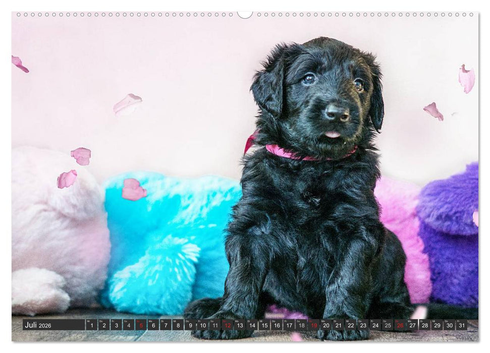 Briard-Welpen - Knuddelbären zum Verlieben (CALVENDO Premium Wandkalender 2026)