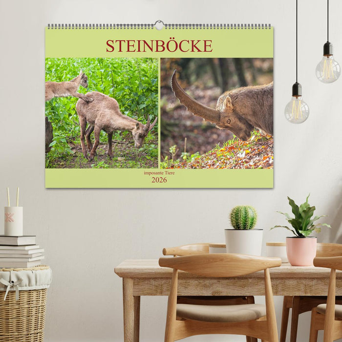 Steinböcke - imposante Tiere (CALVENDO Wandkalender 2026)