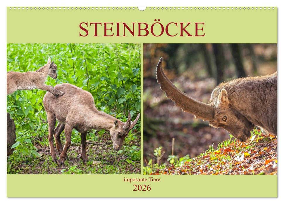 Steinböcke - imposante Tiere (CALVENDO Wandkalender 2026)