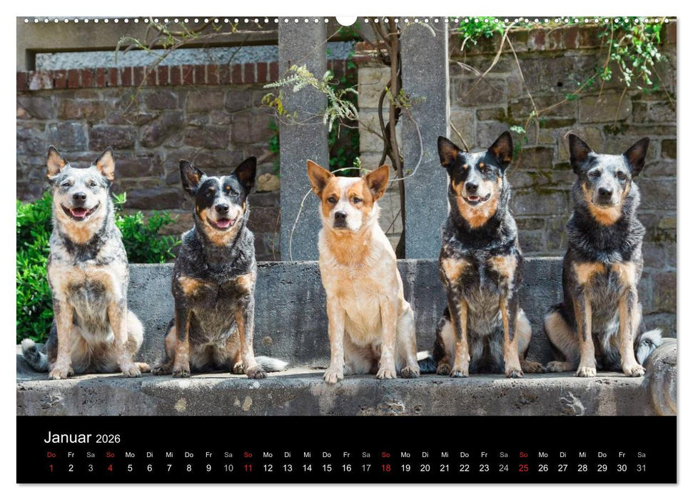 Australian Cattle Dogs zwischen Kunst und Kultur (CALVENDO Premium Wandkalender 2026)