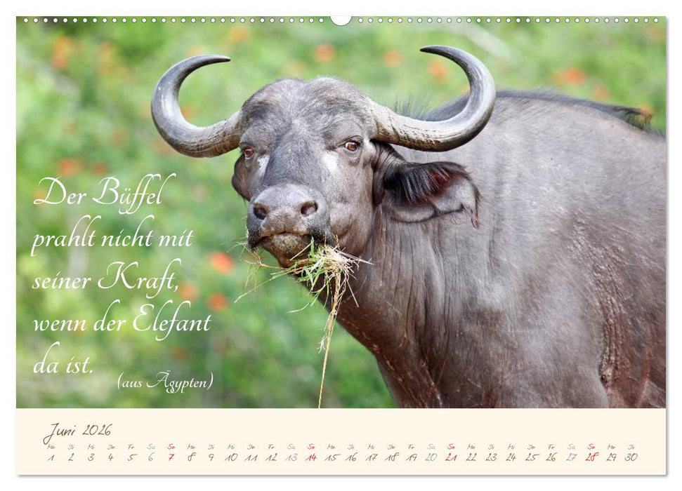 AFRIKA mit einem Hauch von Poesie (CALVENDO Wandkalender 2026)