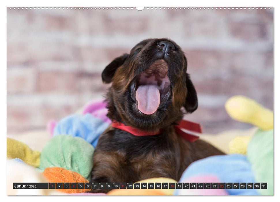 Briard-Welpen - Knuddelbären zum Verlieben (CALVENDO Wandkalender 2026)