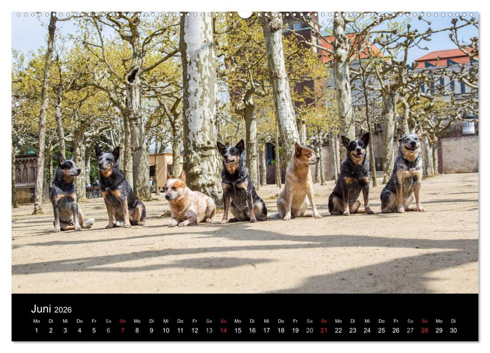 Australian Cattle Dogs zwischen Kunst und Kultur (CALVENDO Wandkalender 2026)