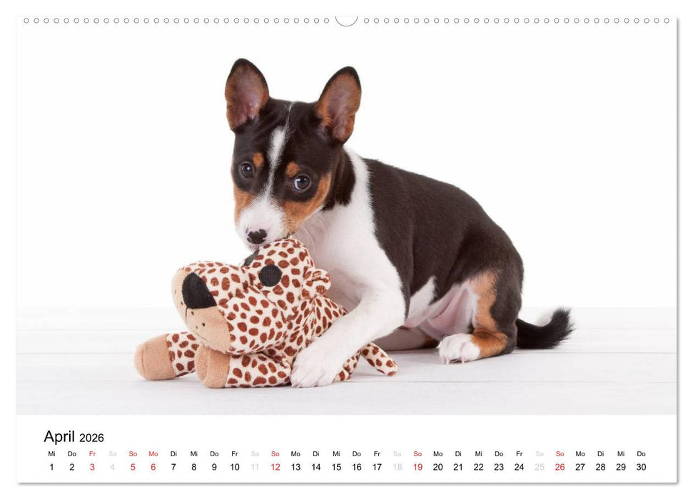 Allerliebste Basenji Welpen 2026 (CALVENDO Premium Wandkalender 2026)