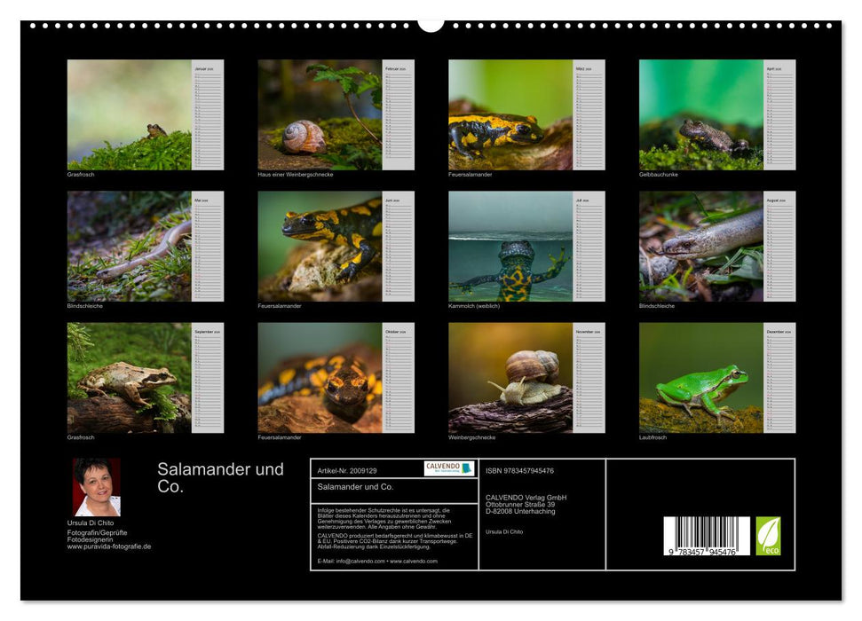Salamander und Co. (CALVENDO Premium Wandkalender 2026)