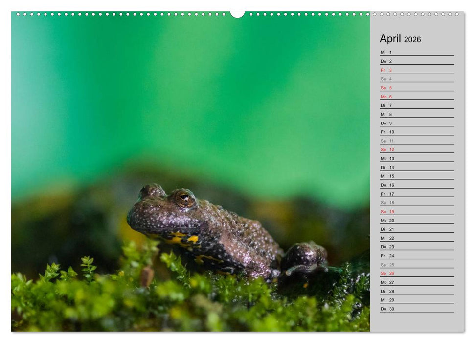 Salamander und Co. (CALVENDO Premium Wandkalender 2026)