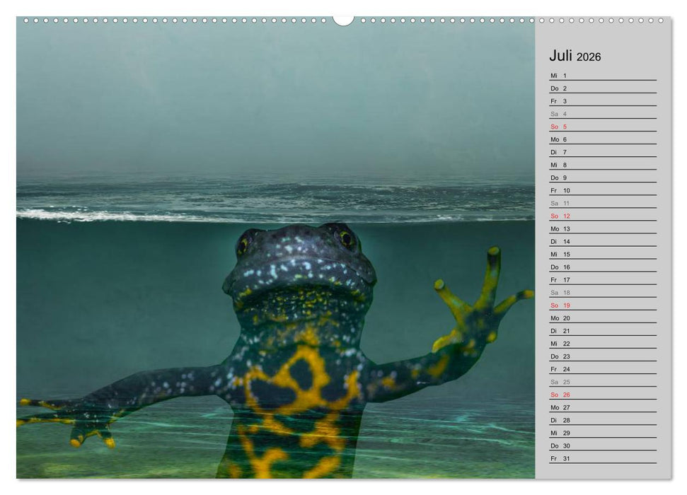 Salamander und Co. (CALVENDO Premium Wandkalender 2026)