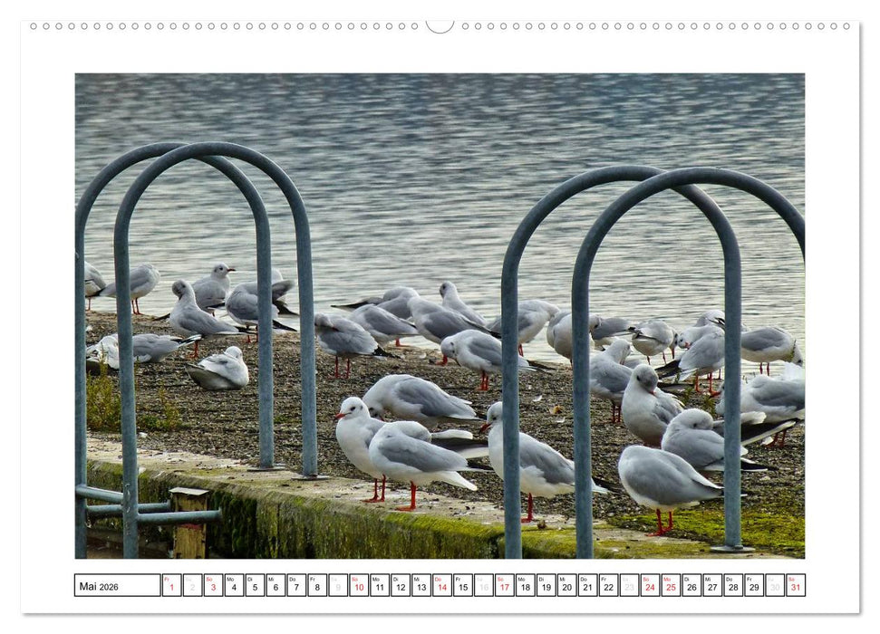 Bodensee - Seesucht (CALVENDO Premium Wandkalender 2026)
