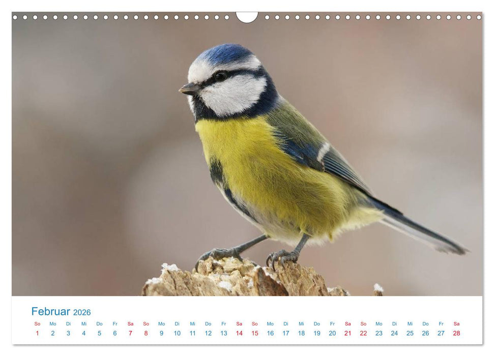 Singvögel - 12 Arten im Garten (CALVENDO Wandkalender 2026)