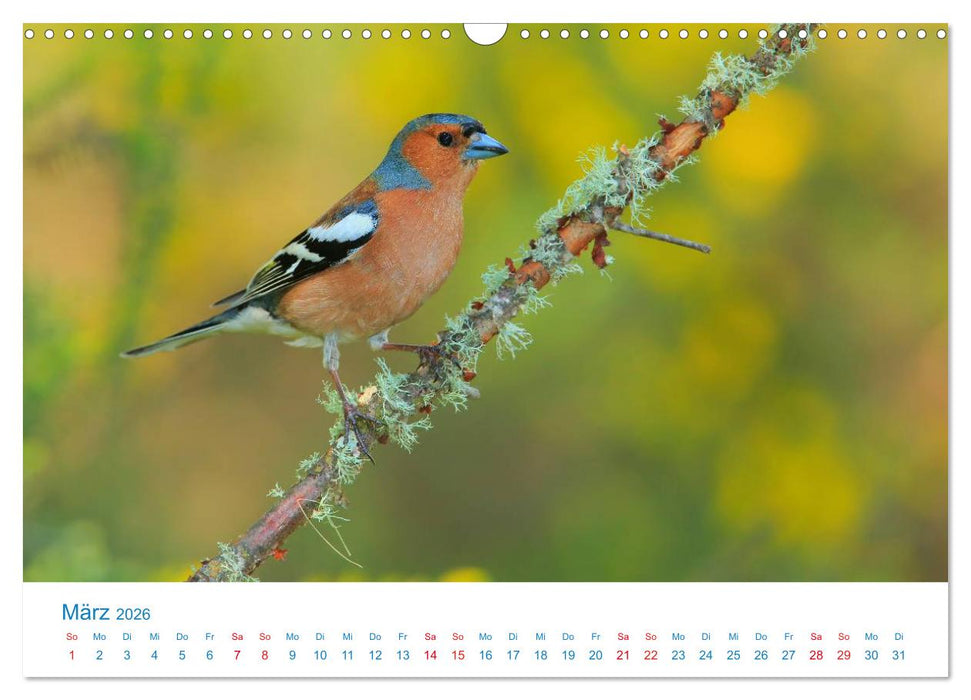 Singvögel - 12 Arten im Garten (CALVENDO Wandkalender 2026)