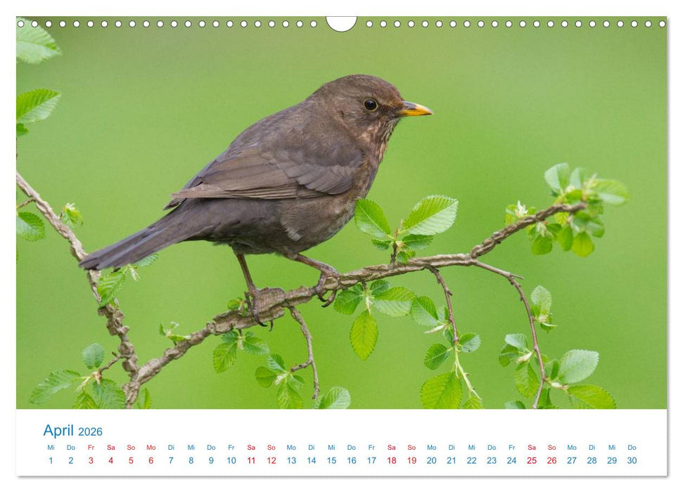 Singvögel - 12 Arten im Garten (CALVENDO Wandkalender 2026)