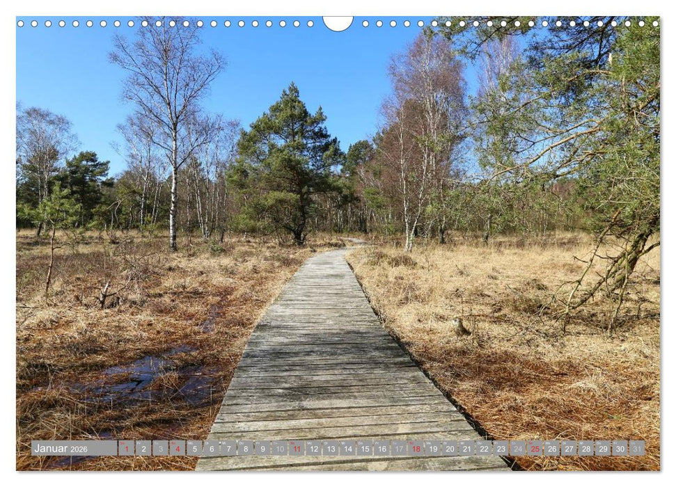 Pietzmoor - ein Hochmoor in der Lüneburger Heide (CALVENDO Wandkalender 2026)