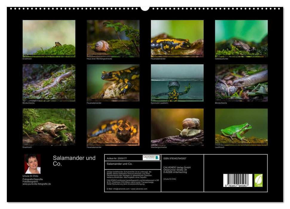 Salamander und Co. (CALVENDO Premium Wandkalender 2026)