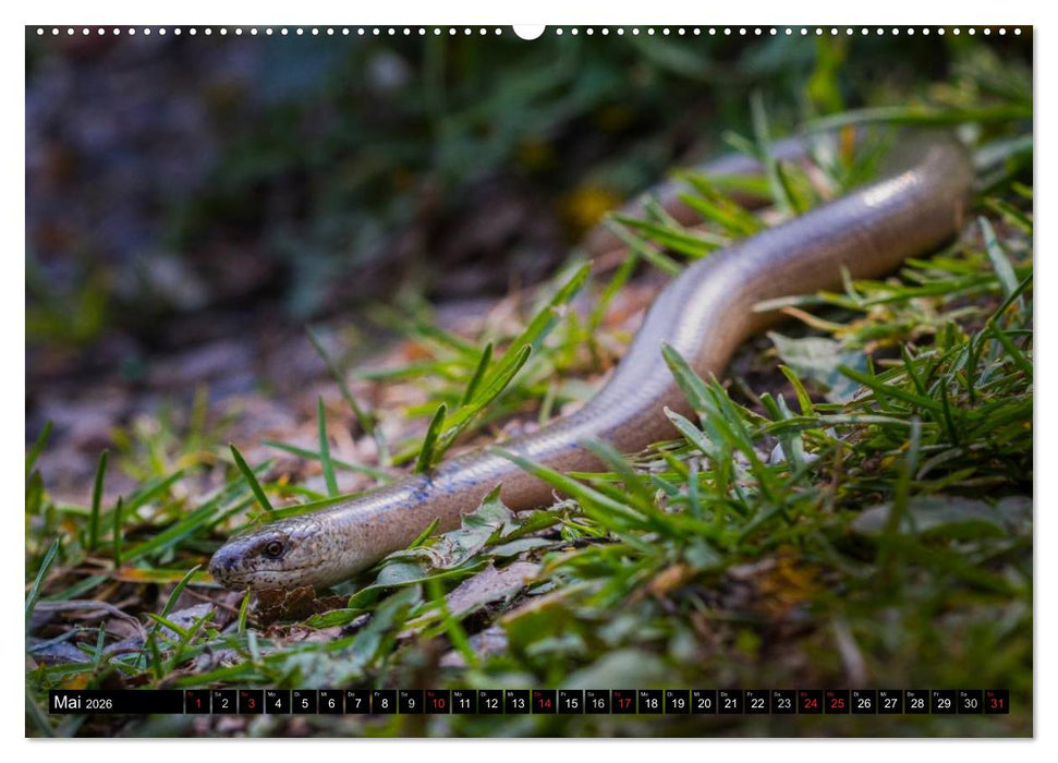 Salamander und Co. (CALVENDO Premium Wandkalender 2026)