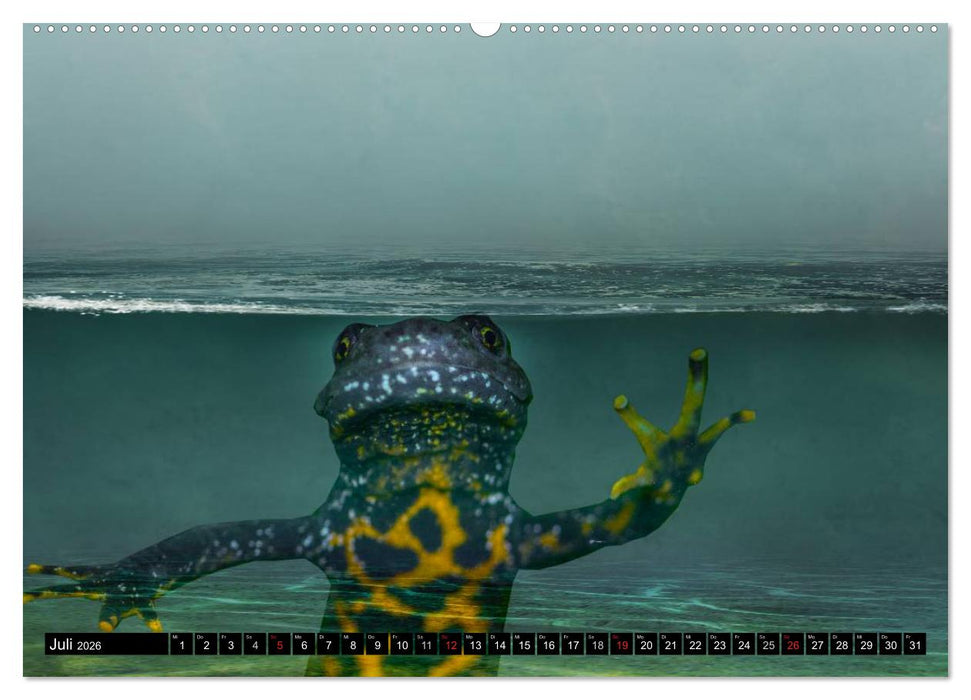 Salamander und Co. (CALVENDO Premium Wandkalender 2026)