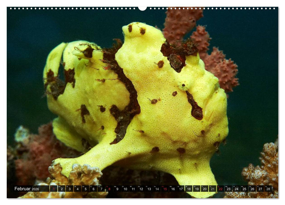 Impressionen tropischer Meere (CALVENDO Premium Wandkalender 2026)
