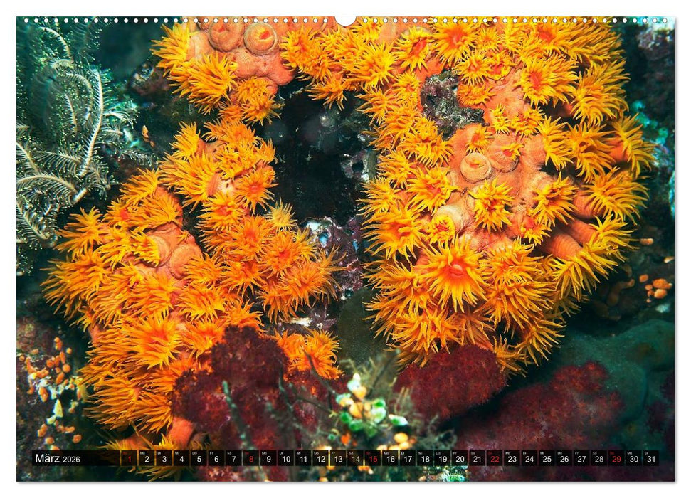 Impressionen tropischer Meere (CALVENDO Premium Wandkalender 2026)