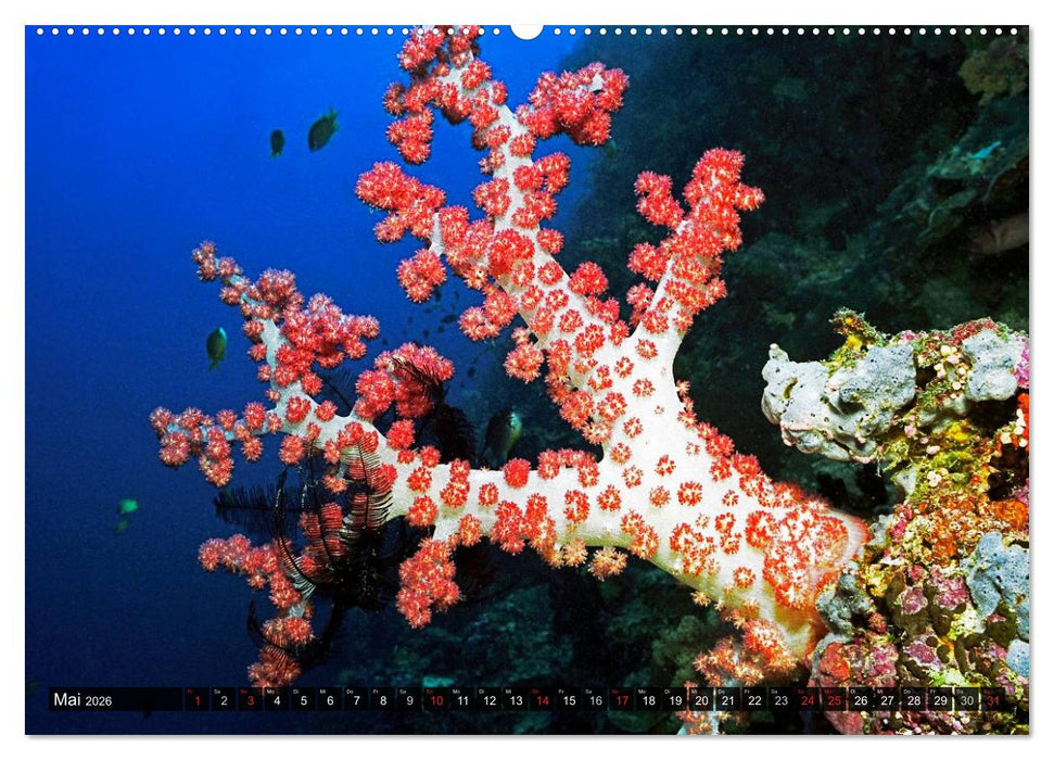 Impressionen tropischer Meere (CALVENDO Premium Wandkalender 2026)