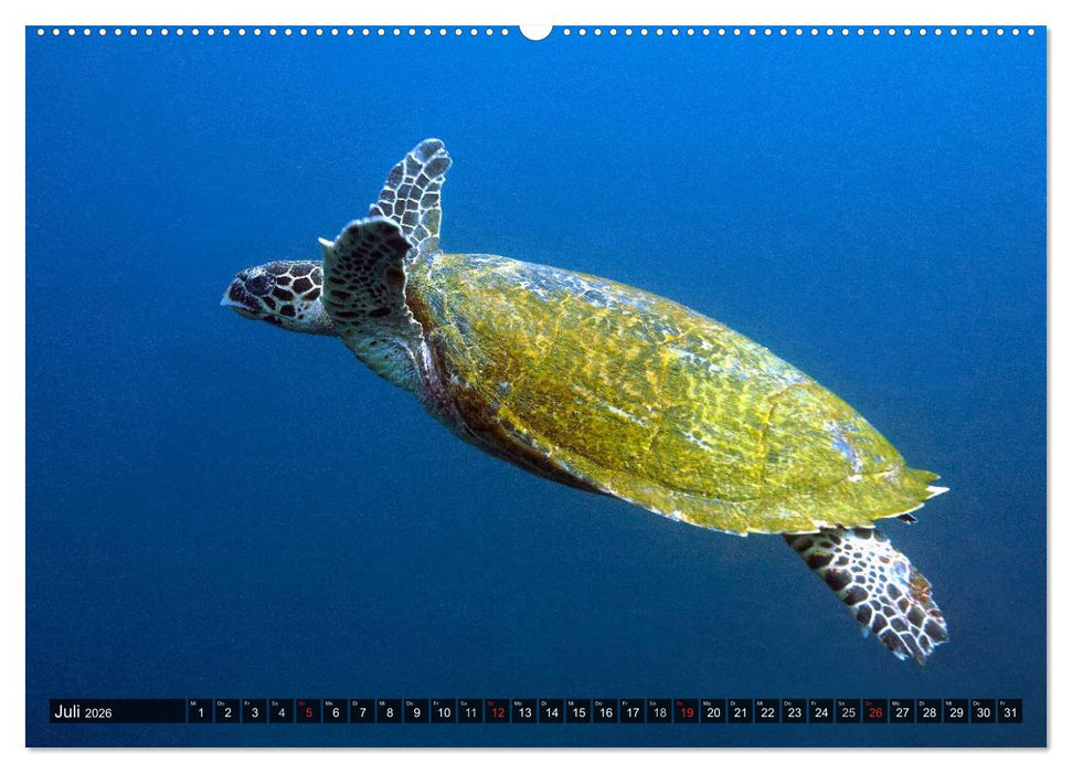 Tropische Unterwasserwelt (CALVENDO Premium Wandkalender 2026)